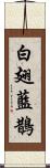 白翅藍鵲 Scroll