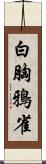 白胸鴉雀 Scroll