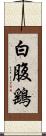 白腹鷂 Scroll