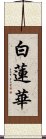 白蓮華 Scroll