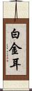 白金耳 Scroll