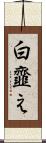 白韲え Scroll