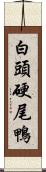 白頭硬尾鴨 Scroll