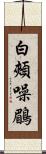 白頰噪鶥 Scroll