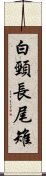 白頸長尾雉 Scroll