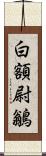 白額尉鶲 Scroll