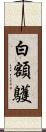 白額鸌 Scroll