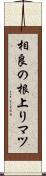 相良の根上りマツ Scroll