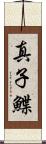 真子鰈 Scroll
