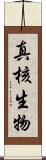 真核生物 Scroll