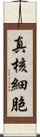 真核細胞 Scroll