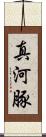 真河豚 Scroll