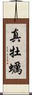 真牡蠣 Scroll