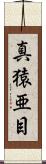 真猿亜目 Scroll