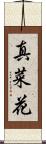 真菜花 Scroll