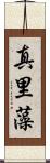 真里藻 Scroll