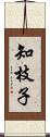 知枝子 Scroll