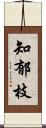 知郁枝 Scroll