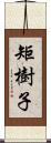 矩樹子 Scroll