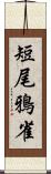 短尾鴉雀 Scroll