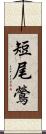 短尾鶯 Scroll
