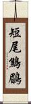 短尾鷦鶥 Scroll