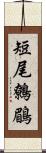 短尾鷯鶥 Scroll