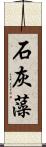 石灰藻 Scroll