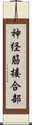 神経筋接合部 Scroll