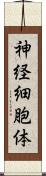 神経細胞体 Scroll