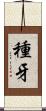 種牙 Scroll