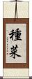 種菜 Scroll