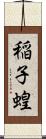 稲子 Scroll