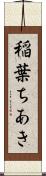 稲葉ちあき Scroll