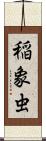 稲象虫 Scroll