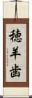 穂羊歯 Scroll