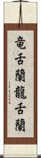 竜舌蘭 Scroll