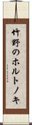竹野のホルトノキ Scroll