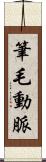 筆毛動脈 Scroll