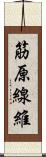 筋原線維 Scroll