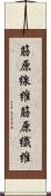 筋原線維 Scroll
