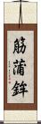筋蒲鉾 Scroll
