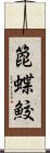 箆蝶鮫 Scroll