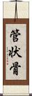 管状骨 Scroll