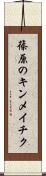 篠原のキンメイチク Scroll