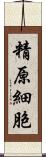 精原細胞 Scroll