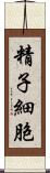 精子細胞 Scroll