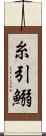 糸引鰯 Scroll