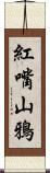 紅嘴山鴉 Scroll