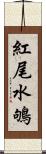 紅尾水鴝 Scroll